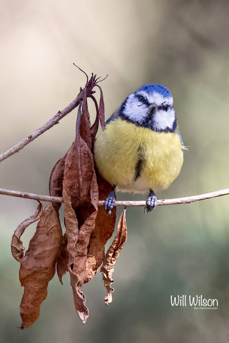 This awesome little bird is a European Blue Tit. Photographed at Foxes Wood, South #London #RwOT #BirdsSeenIn2023 #BBCWildlifePOTD #NaturePhotography #TwitterNatureCommunity #bbccountryfilemagpotd