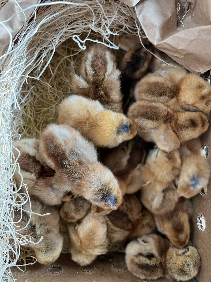 roostnroot's tweet image. Introducing a few #roostandroot product testers. 

#babychicks #fresheggs #backyardchickens