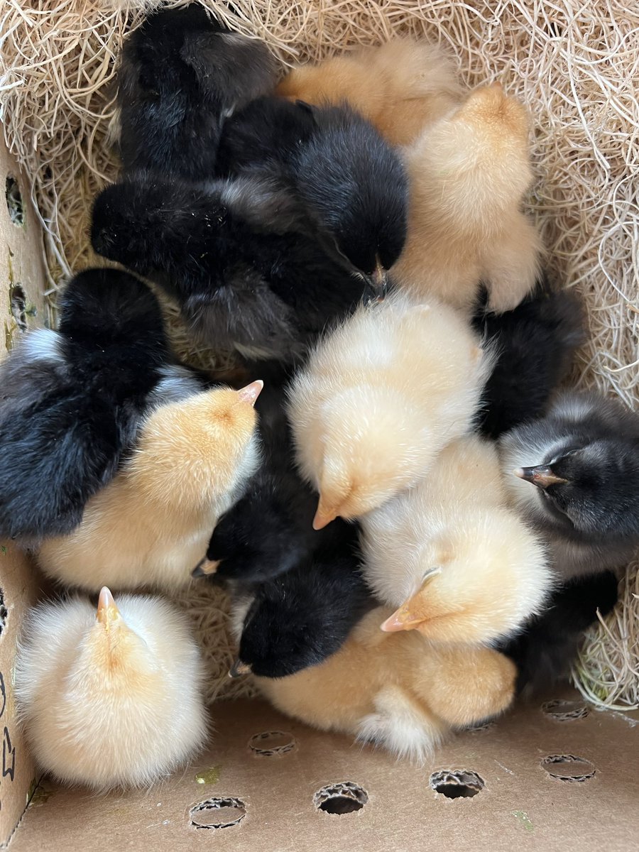 roostnroot's tweet image. Introducing a few #roostandroot product testers. 

#babychicks #fresheggs #backyardchickens