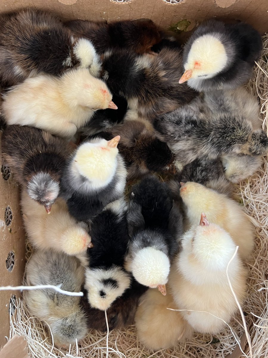 roostnroot's tweet image. Introducing a few #roostandroot product testers. 

#babychicks #fresheggs #backyardchickens