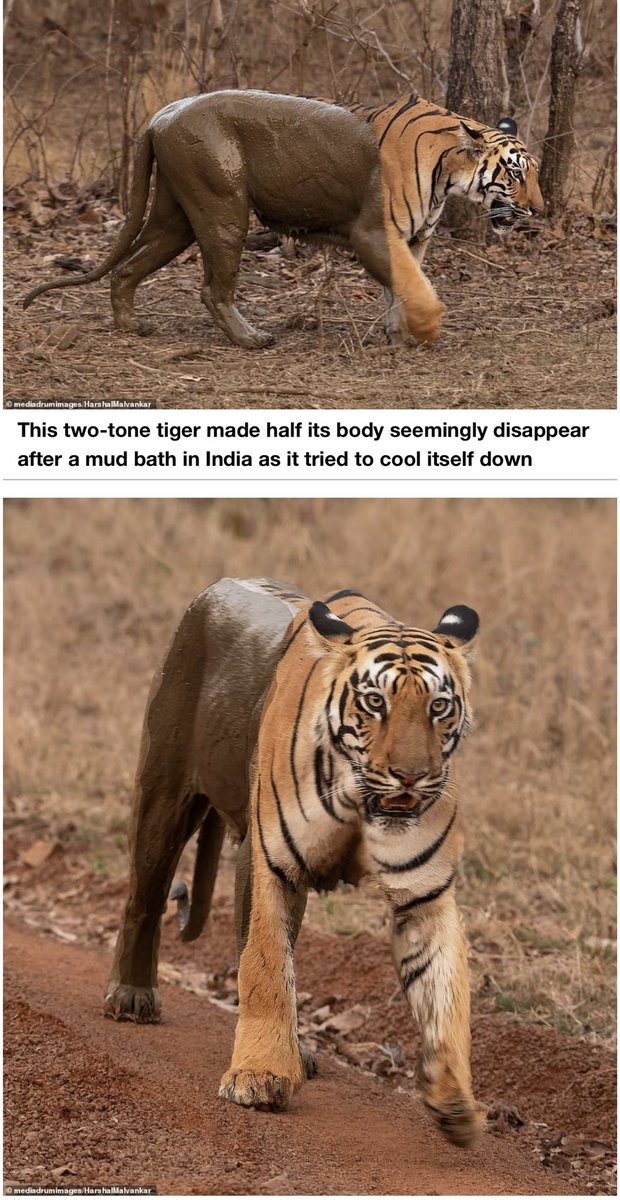 The mudbath reveals the muscles of this magnificent animal. Beautiful. 
Images by Harshal Malvankar. 
#Tigers #tadoba