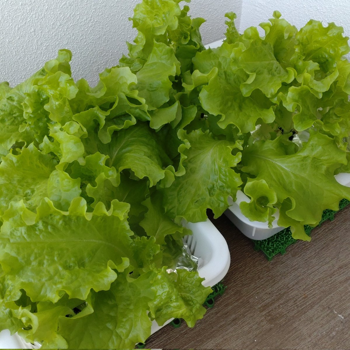 wara2net's tweet photo. そろそろ食べごろサイズ #水耕栽培 #サラダ https://t.co/BhJmIiPliN