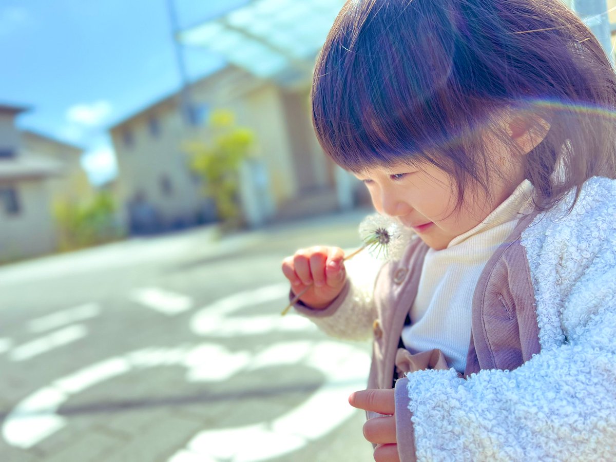 Ychaly50's tweet photo. 初めての綿毛 https://t.co/8Ltr8tnpiB