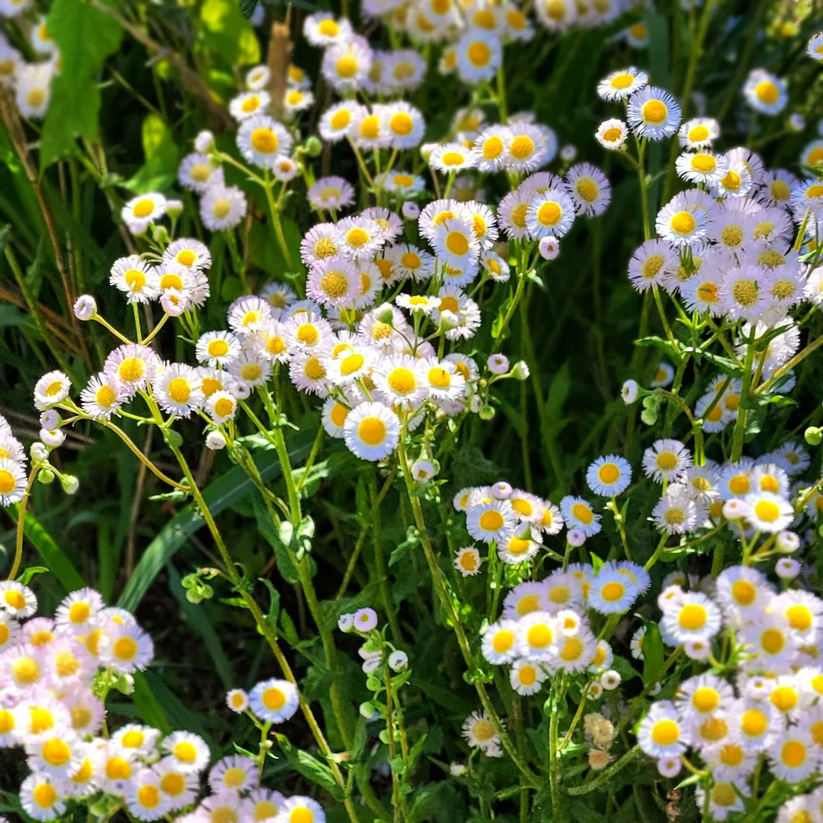FoxhoundBeeCo's tweet photo. Happiest Easter, from Foxhound Bee Company.

Today is a very good day. 

#beekeeping #honey #beekeeper  #bees #homegrown #homestead #urbanbeekeeping  #buzzing #backyardgoals #instagrambham #savethebees ##ilovenature #beehive #bee #backyardbees #foxhoundbeeco #albeeks https://t.co/IfukVBXPVc
