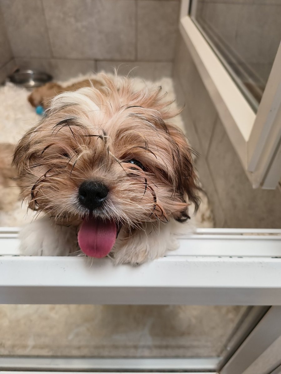 A new member of our family is this little love. She stole my heart 💕 so now she can steal yours too 😋 Happy Easter 🐰