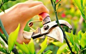 bpagricolas's tweet photo. Reglas básicas de poda de árboles frutales. Videos para aprender a podar
https://t.co/TMjzRmUgto https://t.co/ZRIxXbYaa8