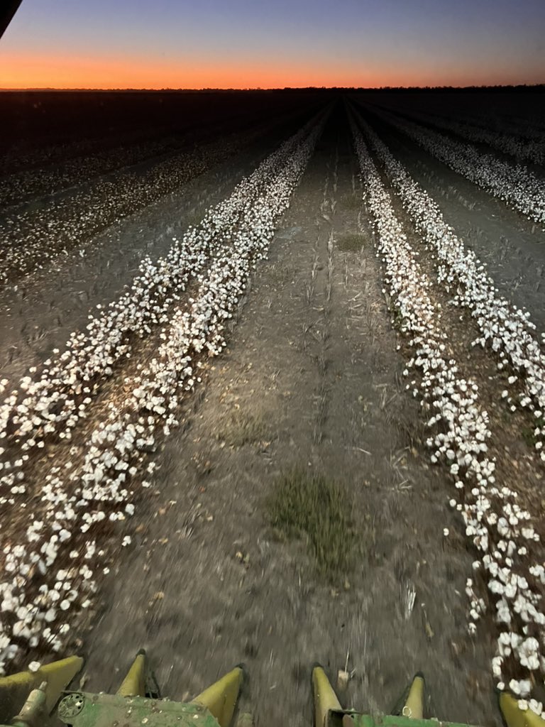 AndrewUphill's tweet photo. Into some #gwydirvalley dryland #cotton #pick23 happy days. https://t.co/pmMSX382vI