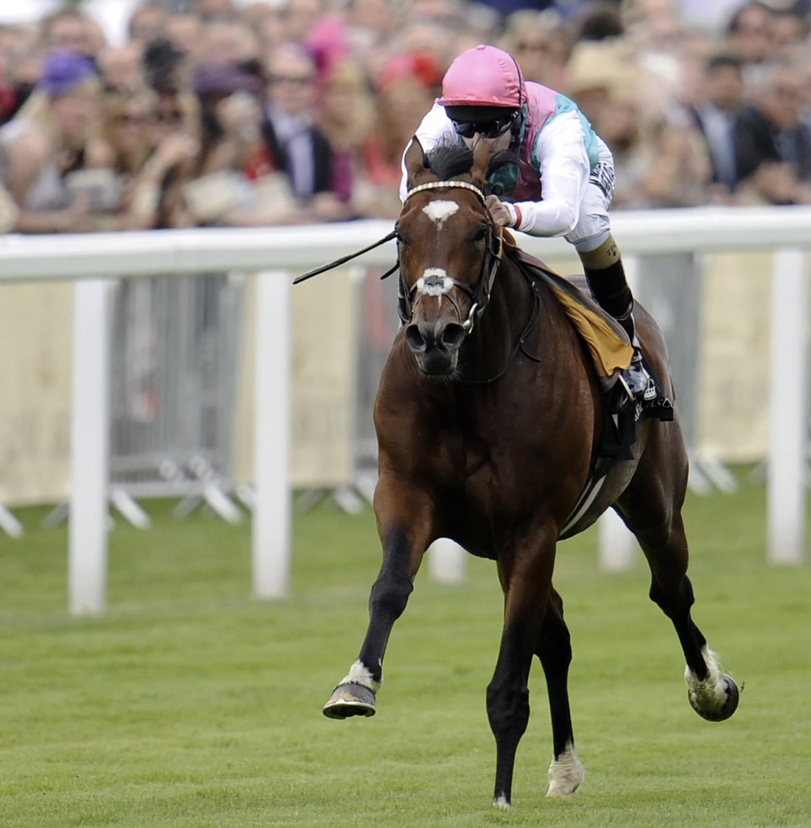 USASteeplechase's tweet photo. Name your favorite racehorse that starts with the letter "F"?🧐
📸Alan Crowhurst/Getty Images/BloodHorse
Library
#Forego #ForgiveNForget #Frankel #Faugheenthemachine https://t.co/21h6CgoPUD