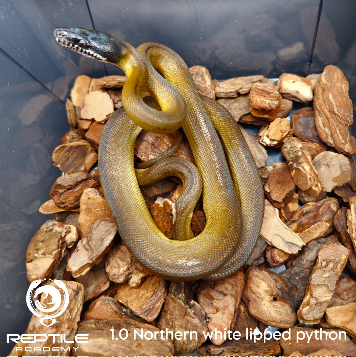 Reptile_Academy's tweet image. White lipped python Y22
ของร้านเรา ไม่ดุ ไม่กัดแน่นอน ถ้ารับไปแล้วโดนกัดคืองูไม่ชอบหน้าคุณเฉยๆ อย่าคิดมาก
#ReptileAcademy
#Whitelippedpython
#ไวท์ลิปไพธ่อน
#เลี้ยงงู