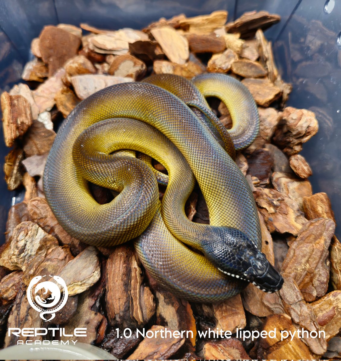 Reptile_Academy's tweet image. White lipped python Y22
ของร้านเรา ไม่ดุ ไม่กัดแน่นอน ถ้ารับไปแล้วโดนกัดคืองูไม่ชอบหน้าคุณเฉยๆ อย่าคิดมาก
#ReptileAcademy
#Whitelippedpython
#ไวท์ลิปไพธ่อน
#เลี้ยงงู