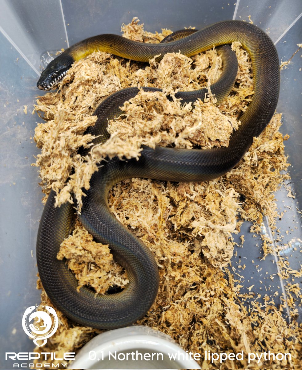 Reptile_Academy's tweet image. White lipped python Y22
ของร้านเรา ไม่ดุ ไม่กัดแน่นอน ถ้ารับไปแล้วโดนกัดคืองูไม่ชอบหน้าคุณเฉยๆ อย่าคิดมาก
#ReptileAcademy
#Whitelippedpython
#ไวท์ลิปไพธ่อน
#เลี้ยงงู