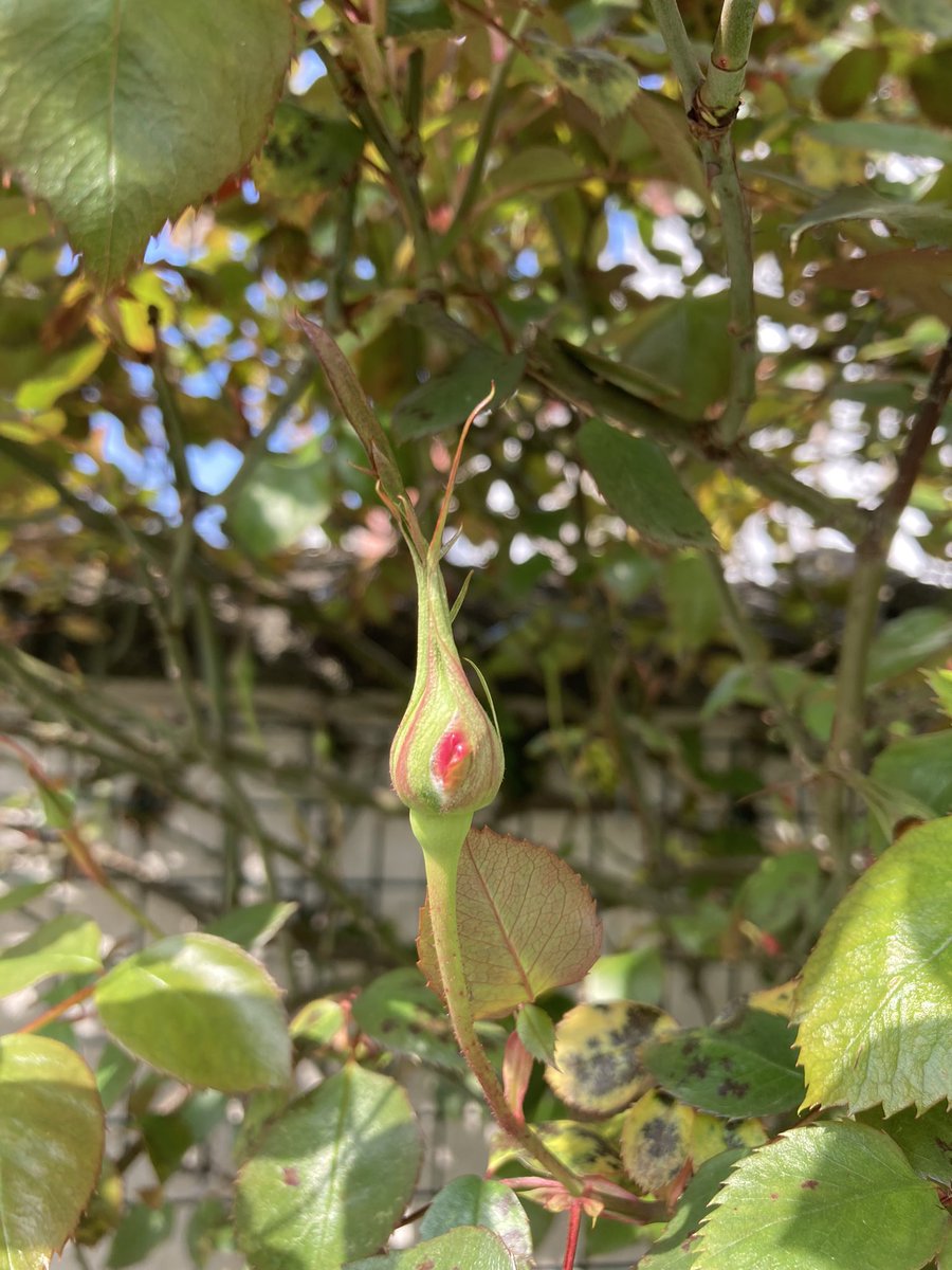 The first rose is about to bloom. #spring #smallgarden
