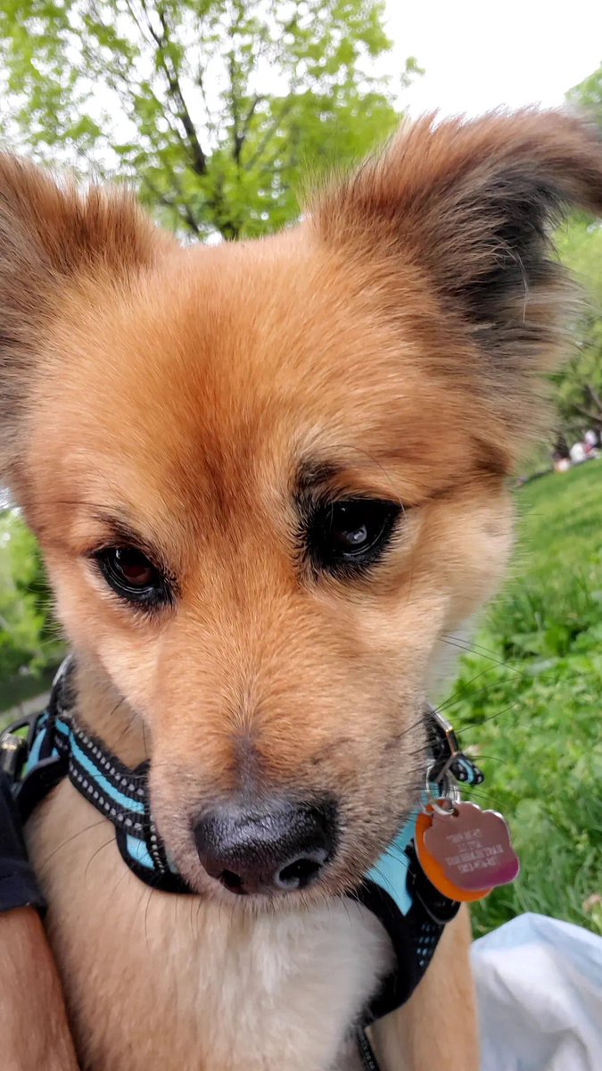LucyLuro's tweet photo. @BrittanyBabc7 Blessings  Ms, Brittany..Happy Easter ..This is Noché we look forward seeing him on big dog Sunday @Big_R_Entertainment Astoria East Elmhurst… https://t.co/KPi6JlUAh3