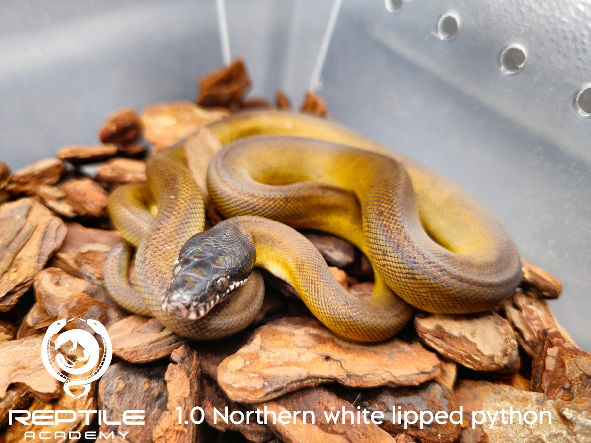 Reptile_Academy's tweet image. White lipped python Y22
ของร้านเรา ไม่ดุ ไม่กัดแน่นอน ถ้ารับไปแล้วโดนกัดคืองูไม่ชอบหน้าคุณเฉยๆ อย่าคิดมาก
#ReptileAcademy
#Whitelippedpython
#ไวท์ลิปไพธ่อน
#เลี้ยงงู