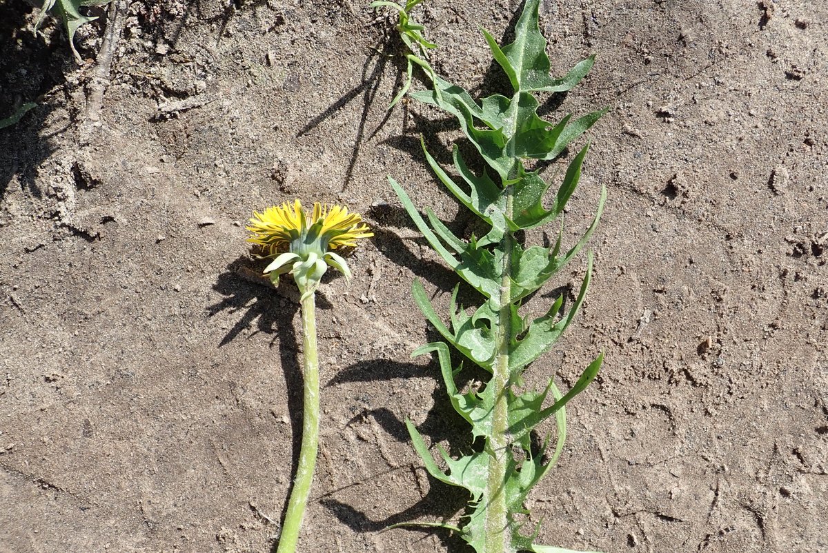 R. de Wilde tweet media