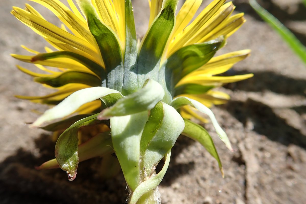 R. de Wilde tweet media