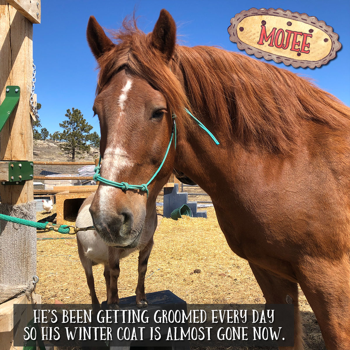 JAHuss's tweet photo. Happy Easter - Spring is my new favorite now that I have a farm. There are so many cool things happening outside. I have a video update about the farm on my website. And some pics. If you're interested you can watch it HERE: https://t.co/bGGJ8Ser72 https://t.co/htmjKL0oHE