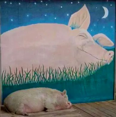 Retweet if you, like me, are dreaming of the day when all animals on this planet are taken into consideration and shown the compassion and respect they deserve. 🧡