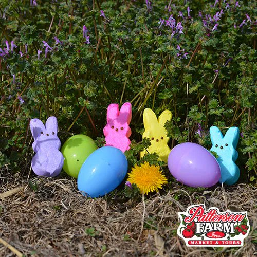 Patterson_Farm's tweet photo. Happy Easter to you and your family! π° We are closed today and will reopen tomorrow at 9 a.m.
#PattersonFarm #VisitPattersonFarm #VisitNCFarms #HappyEaster #Easter https://t.co/HIuY226LOz