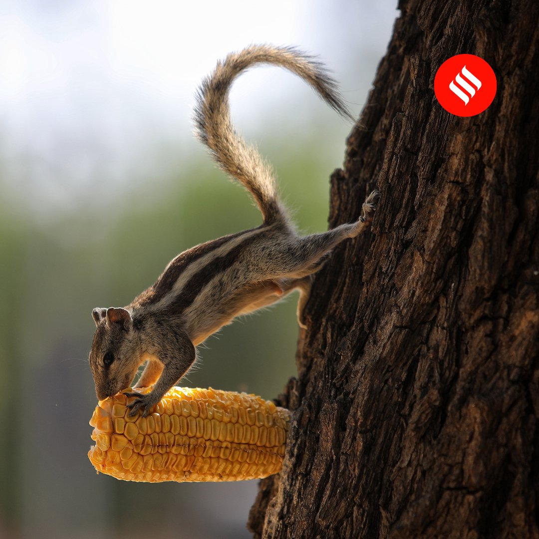 IndianExpress's tweet photo. Nibbling away 🐿️

Did you know that a #squirrel's front teeth never stops growing. Here are some #photos of squirrels snacking on #corn cobs stuck on bark of a tree in #Ahmedabad, #Gujarat. 

#ExpressPhotos 📸: @nirmalharindran https://t.co/IVU1LfJqX5