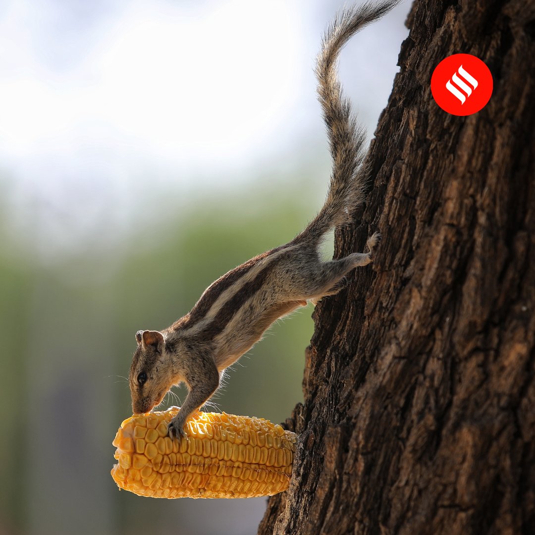 IndianExpress's tweet photo. Nibbling away 🐿️

Did you know that a #squirrel's front teeth never stops growing. Here are some #photos of squirrels snacking on #corn cobs stuck on bark of a tree in #Ahmedabad, #Gujarat. 

#ExpressPhotos 📸: @nirmalharindran https://t.co/IVU1LfJqX5
