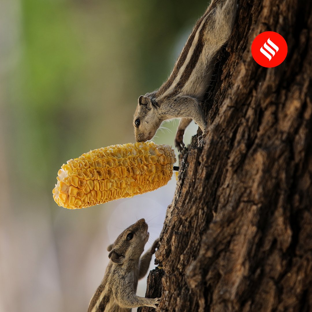 IndianExpress's tweet photo. Nibbling away 🐿️

Did you know that a #squirrel's front teeth never stops growing. Here are some #photos of squirrels snacking on #corn cobs stuck on bark of a tree in #Ahmedabad, #Gujarat. 

#ExpressPhotos 📸: @nirmalharindran https://t.co/IVU1LfJqX5