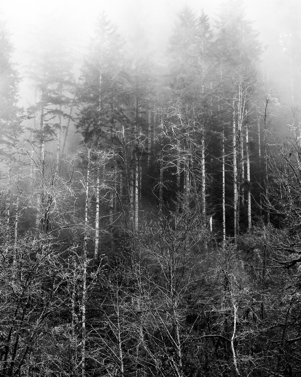 SteveBisig's tweet photo. Foggy Forest, Capitol State Forest, Washington, 2015 📷 https://t.co/9Kg7MEQZpj
#blackandwhitephotography #landscapephotography #CapitolStateForest #NatureIsBeautiful https://t.co/A0EXoffAfz