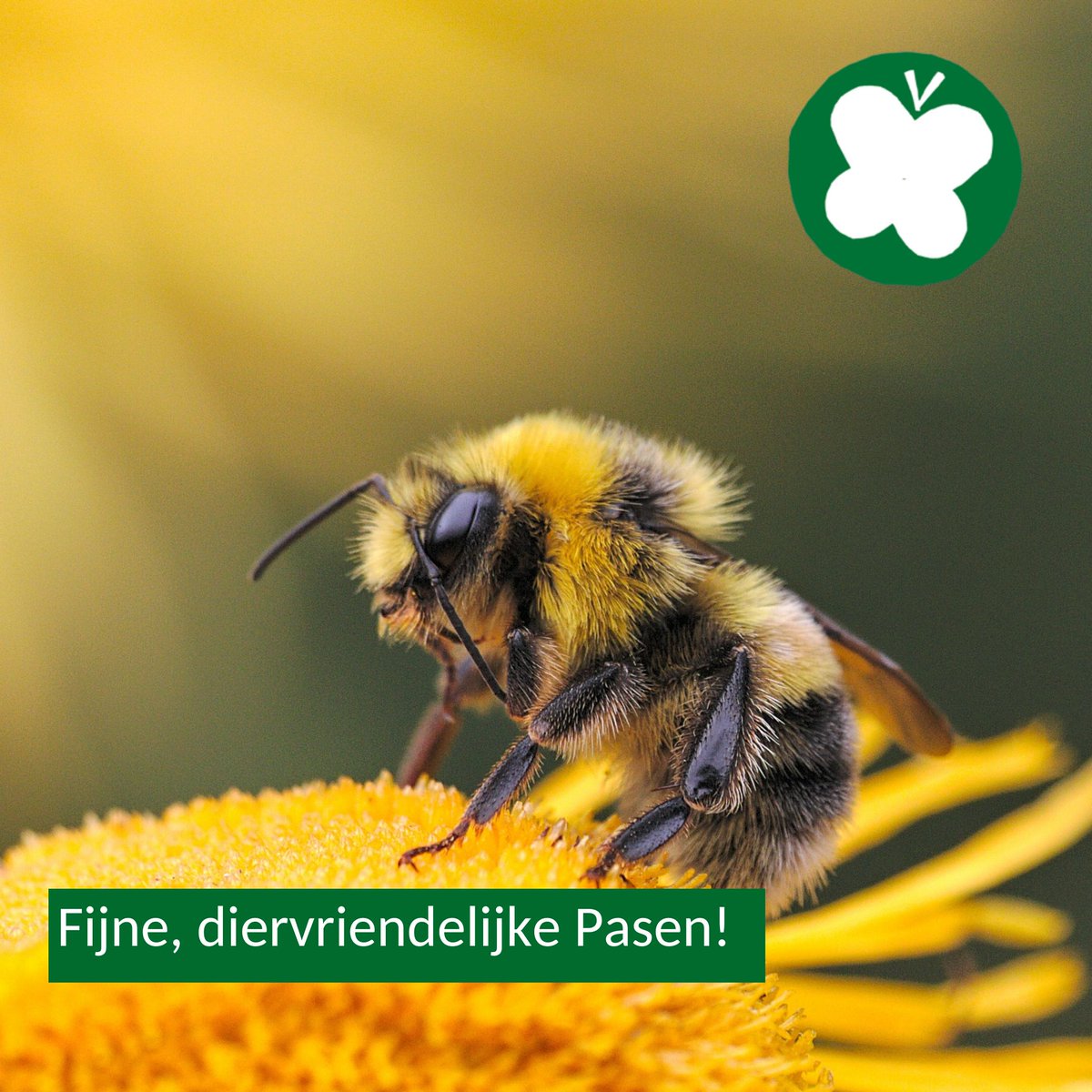 Wij wensen iedereen een heel fijn en diervriendelijk Pasen! 🌼
Verstop dit jaar eens biologisch, inheems bloemzaad in de tuin of in potten op het balkon in plaats van paaseitjes. Zo heb je deze zomer prachtige bloemen én draag je bij aan de biodiversiteit!
#pvdd #biodiversiteit