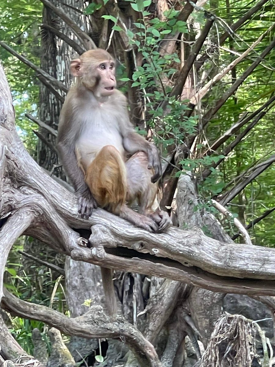 Cannabis STORE of Daytona tweet media