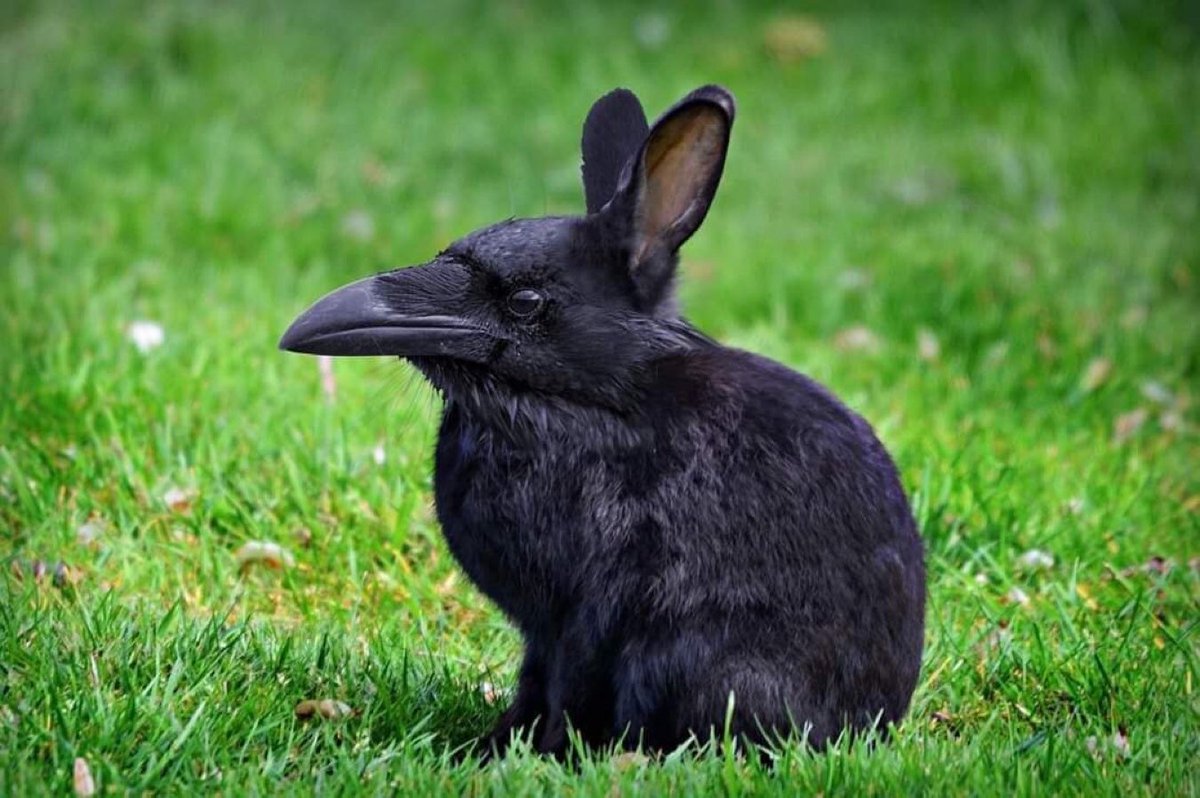 <a href="/FaeSeren/">VoxNoir</a> Happy B-Easter