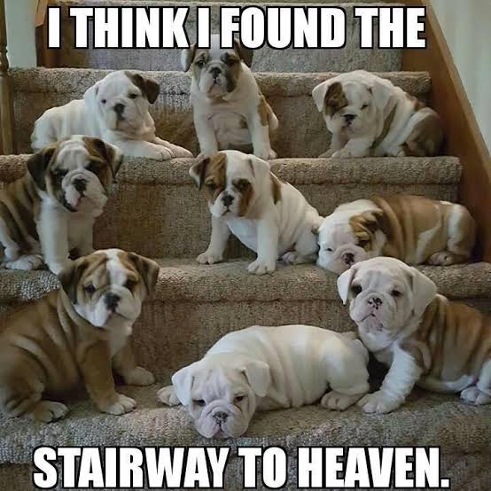 😍😍😍

#bulldog #bulldogs
#Englishbulldog #dogs