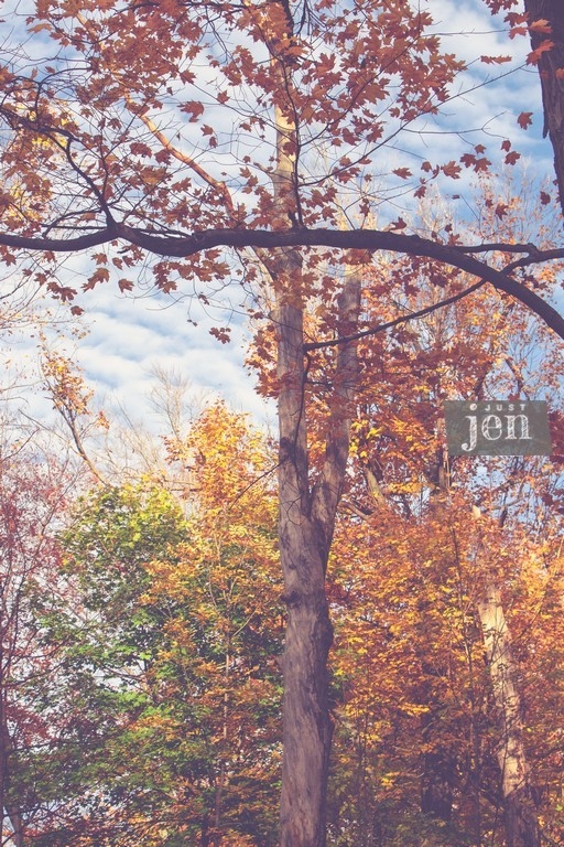 #jenjustshoots
.
.
.
#pastelart #soft #woods #forestphotography #forest #walkabout #fairy #magical #mediation #inspiration #visualart #peaceful #interiordesign #blueskies #photography #fall #fallphotography #autumnphotography #orange #magestic #orangeart