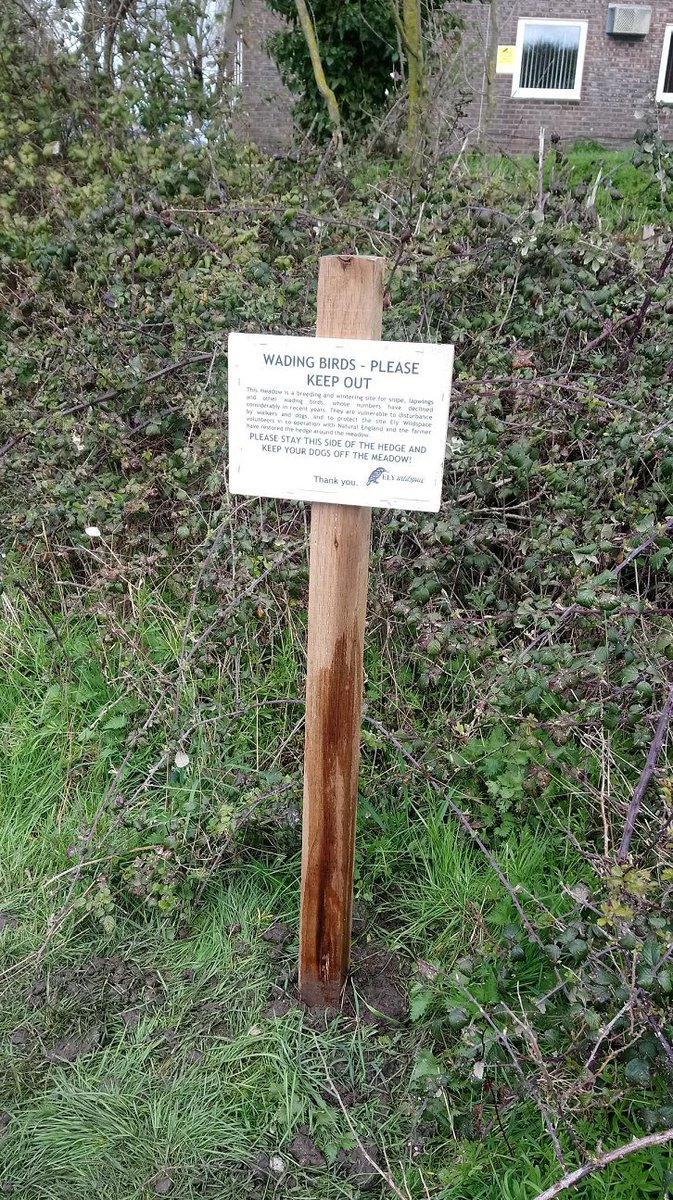 Volunteers have plugged the gap in the hedge by erecting a much more sturdy fence. Hopefully this will deter cows, dogs and people from wandering through the flood meadow. Leaving the birds and wildlife in peace.