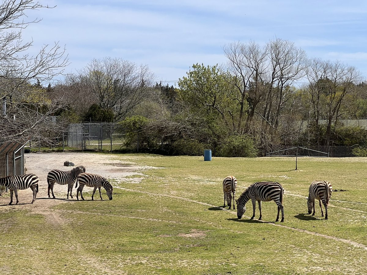 riteshambastha_'s tweet image. #Freesouls Watching them from a distance was peacefully so calming.