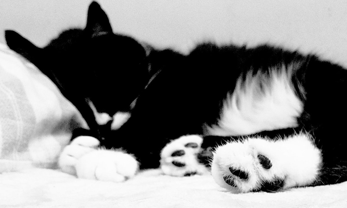 ipsuel 🌴🥥 🇺🇦 🌻 tweet media