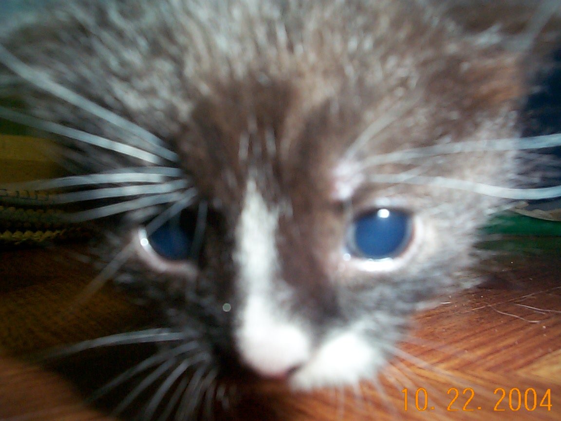 ipsuel 🌴🥥 🇺🇦 🌻 tweet media