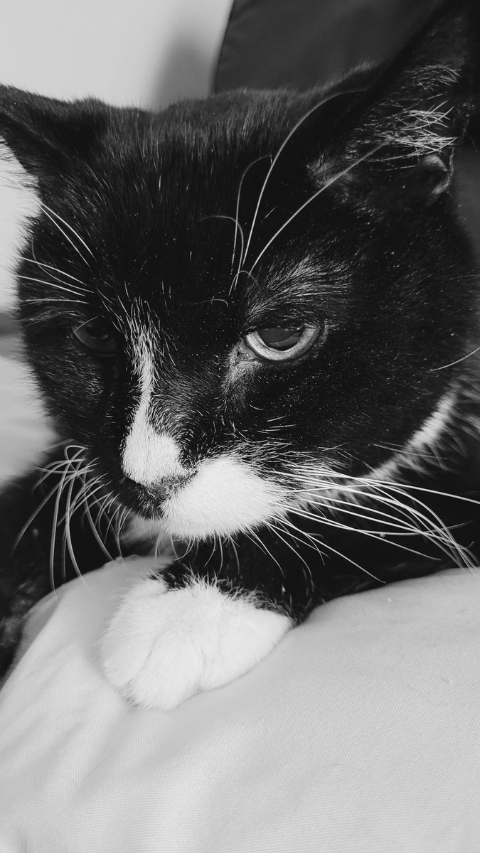 ipsuel 🌴🥥 🇺🇦 🌻 tweet media