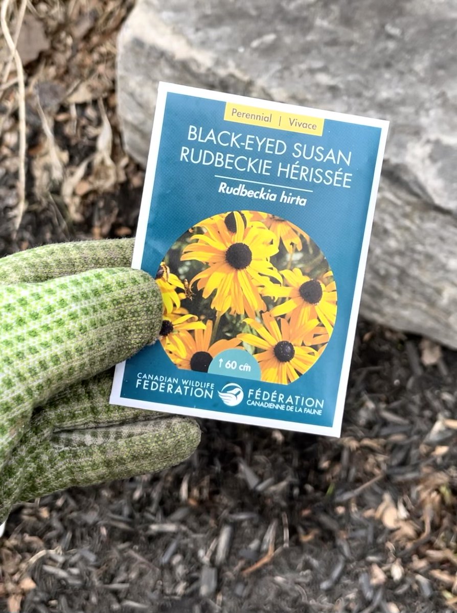 CWF_FCF's tweet photo. Happy #NationalWildlifeWeek 🐝
Celebrate with us by planting seeds that will have a lasting impact on conservation in Canada! By pledging to #DoMoreForWildlife this week, we will send you a FREE Black-eyed susan seed packet! Pledge today 👉 https://t.co/XLuuNpD3hU https://t.co/I5B9LHYncu
