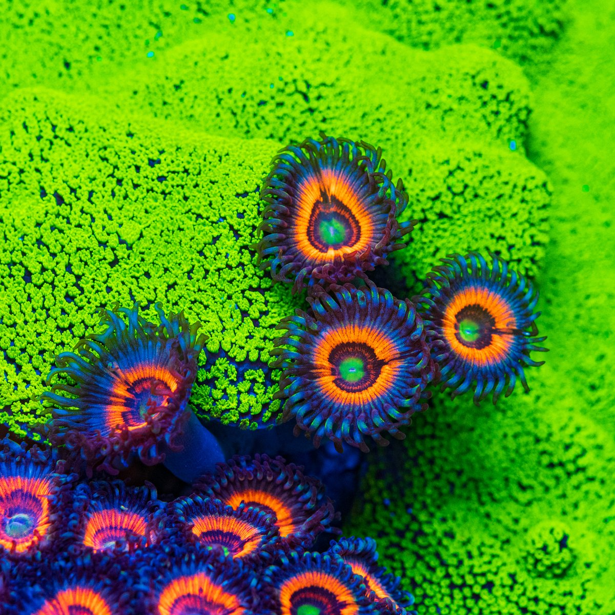 World Wide Corals tweet media