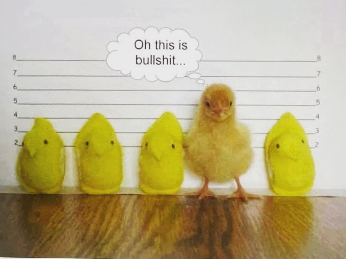 Hoppy Easter! 🐰🥕🐥🐣