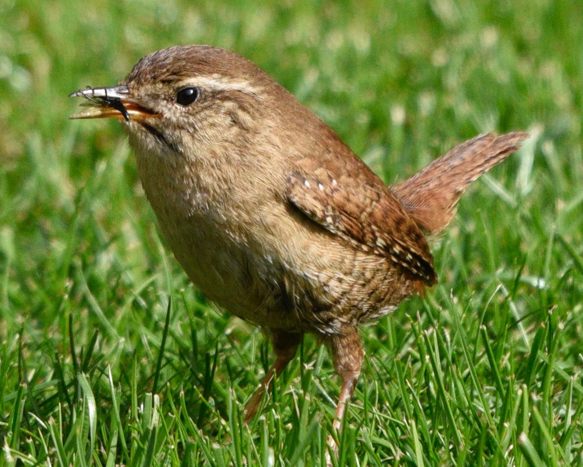 Enjoyed a lazy Easter Sunday.. but little wren is still visiting my lawn and this time I managed a snap of what is attracting it to my lawn. They usually disappear very quickly! #birds #nature #photography