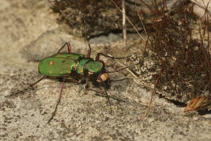 ItsFinnFan's tweet photo. New photo of the week: Green Tiger Beetle. https://t.co/wyK6bTNl28