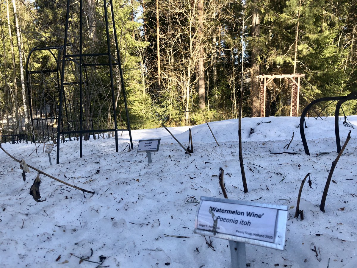 Kompassin länsireunalla alkaa pionien nimikyltit tulla esiin. Idän puolella hanki on ainakin polveen asti. Vielä on jaksettava odottaa kevään ensimmäisiä kukkia.
#LuntaSaappaissa