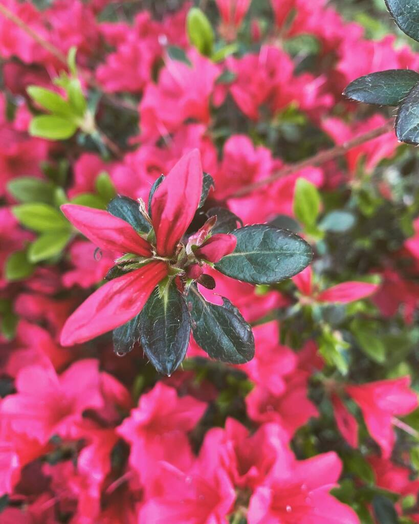 #大島小松川公園 instagr.am/p/Cq0Kad6yFS6/