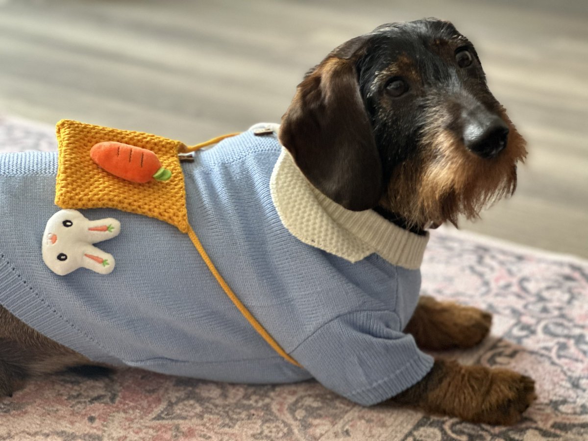 DachshundMaster's tweet photo. Happy Easter sausages! https://t.co/bT3ZDMZrty