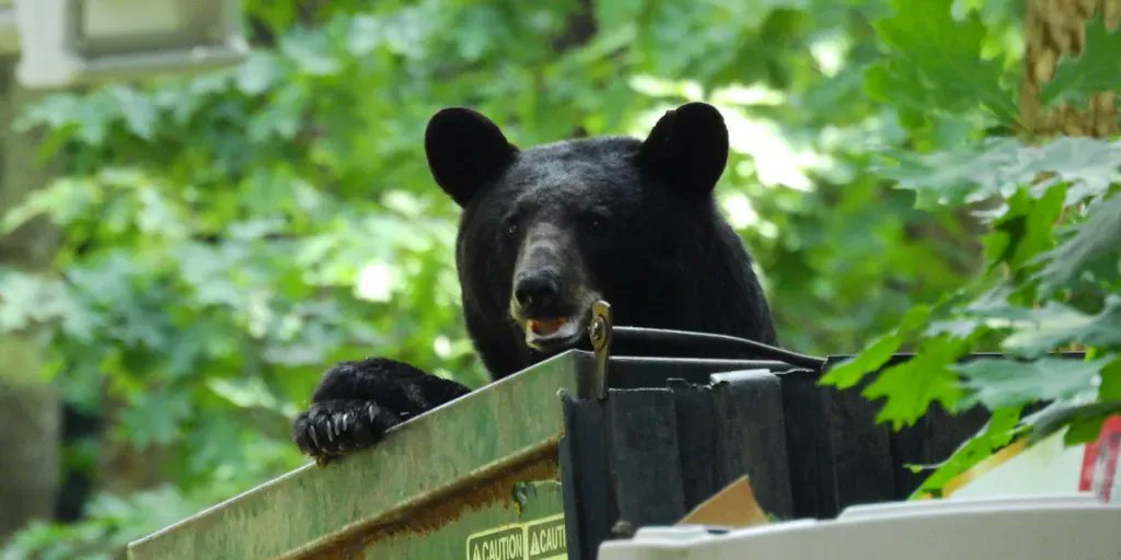 sourgumwaste's tweet photo. One man's trash is a bear's treasure...or so they say π¨ π»
#Puns #BearResistentTrash #Bears #WildAnimal #Habitat #SourgumWaste #TechnologyForACleanWorld #FunnyAnimalPics #KeepBearsSafe https://t.co/FjSAeXx8NP