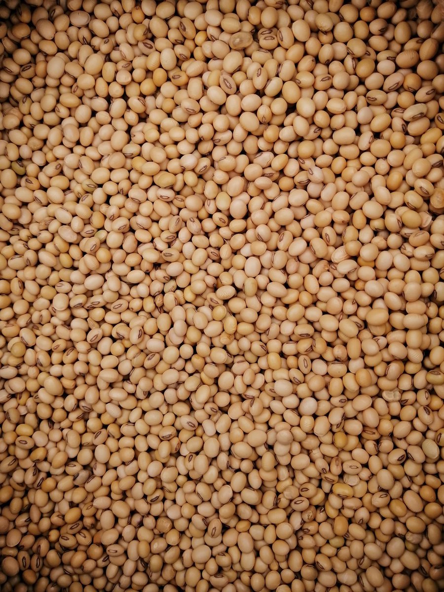 يعتبر فول الصويا هو الفائز من بين المحاصيل الحقلية المزروعة في السودان في الموسم الزراعي 2022/23، حيث أدى الطلب المدفوع بالتصدير إلى رفع الأسعار المحلية