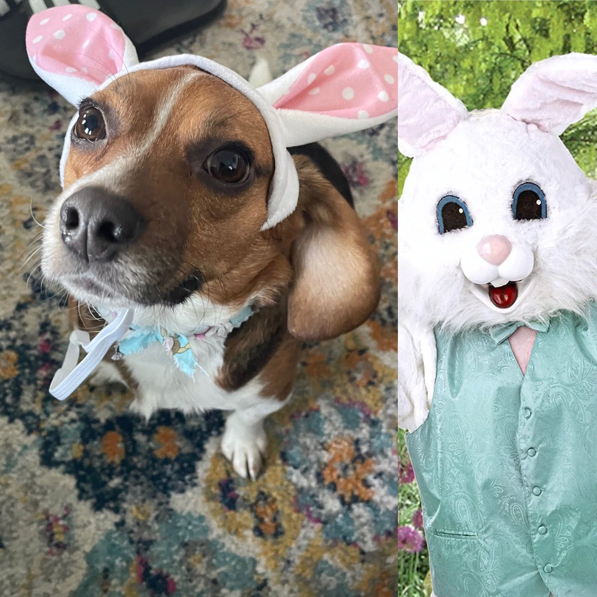 Who wore it better??? #EasterSunday #beagle #trappertweets #DogsofTwittter
