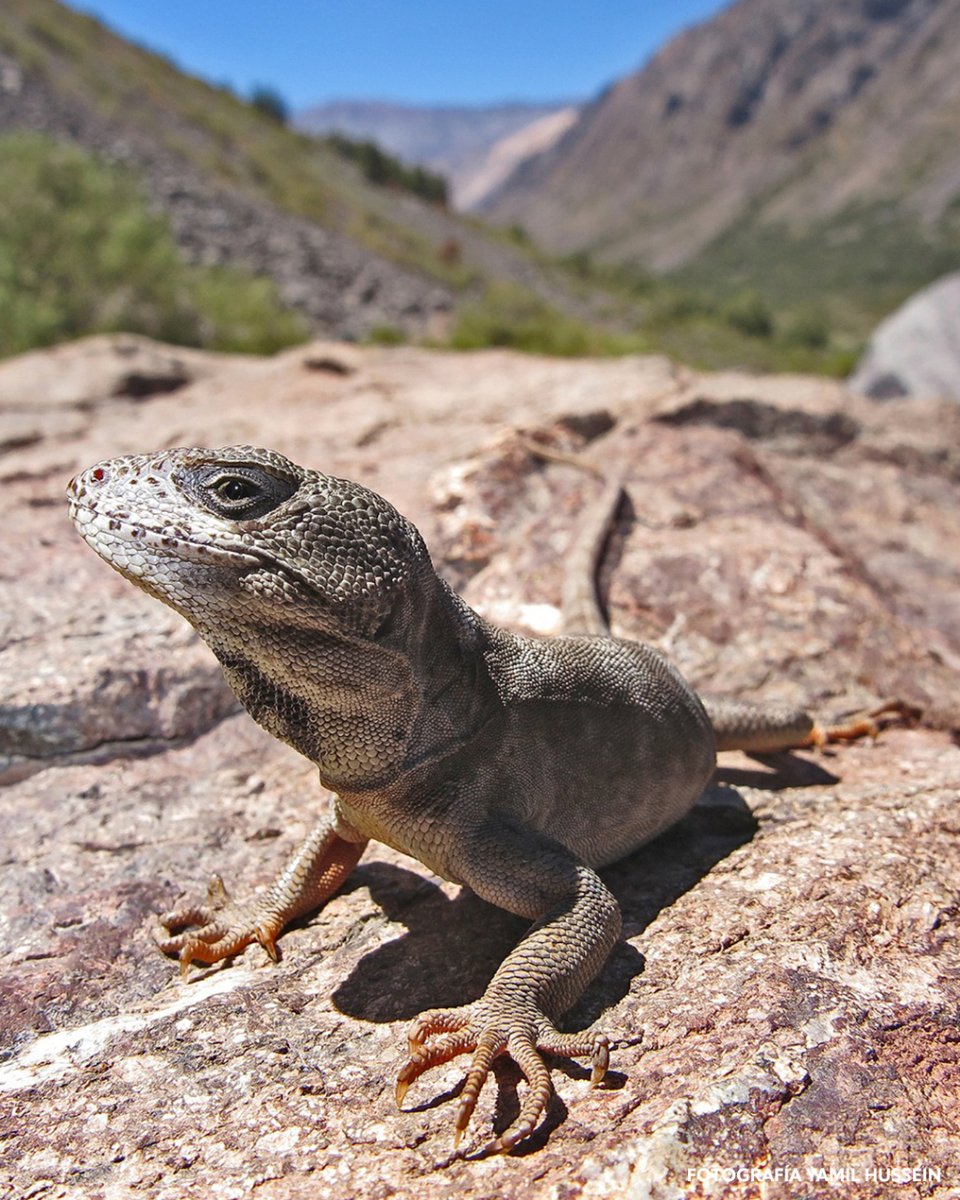 ¿Sabias que el Cajón del Maipo hay un lagarto endémico que vive en la zona de El Volcán y Lo Valdés? Si, se llama Gruñidor del Volcán (pristidactylus volcanensis). No solo es agua para Stgo. También hay fauna única en Chile. #ProtegeElCajón #NoAltoMaipo #SomosMaipo

📸 <a href="/yamilhuss/">Yamil Hussein</a>