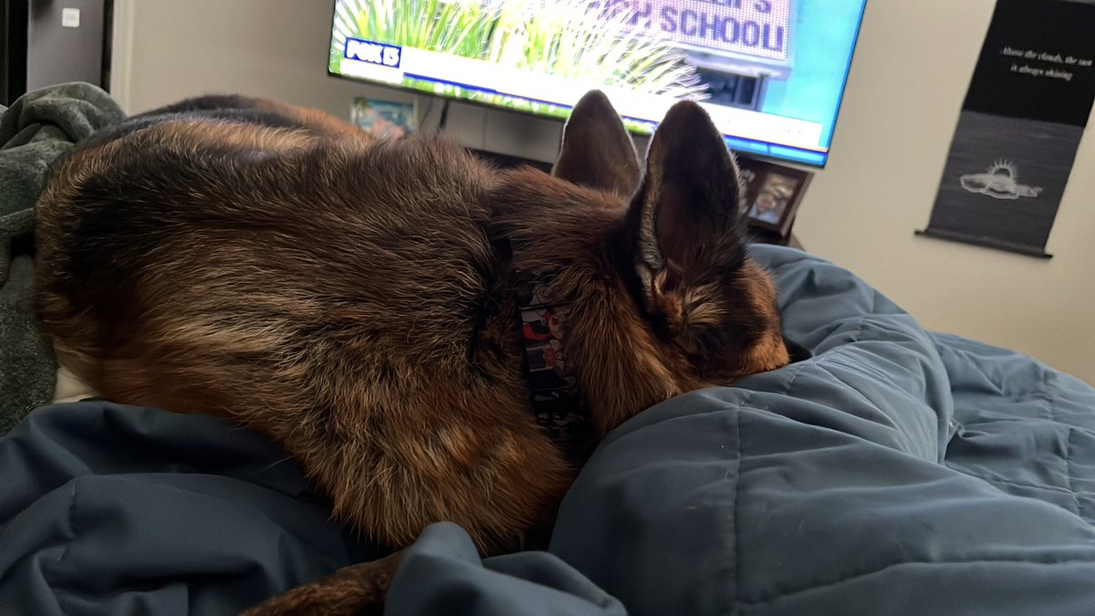 <a href="/LMikeyJ/">mike L</a> The shit I would do to this dirt bag mine is loyal don’t get how anyone could do that and the fact that he chased the car makes my blood boil